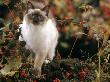 Domestic Cat, Young Birman Cat Among Cotoneaster Berries And Ground Elder Seedheads by Jane Burton Limited Edition Pricing Art Print