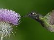 Magnificent Hummingbird, Adult Feeding On Garden Flowers, Usa by Dave Watts Limited Edition Print