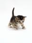 Domestic Cat, 3-Week Ticked-Tabby Kitten by Jane Burton Limited Edition Print