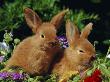 New Zealand Domestic Rabbits And Flowers by Lynn M. Stone Limited Edition Print