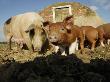 Free Range Organic Pig Sow With Piglets, Wiltshire, Uk by T.J. Rich Limited Edition Print