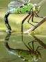 Female Emperor Dragonfly (Anax Imperator) Laying Eggs At The Edge Of A Pond, Cornwall, Uk by Ross Hoddinott Limited Edition Print