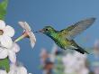 Broad Billed Hummingbird, Male Feeding On Nicotiana Flower, Arizona, Usa by Rolf Nussbaumer Limited Edition Print