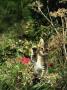 Domestic Cat Kitten In Flower Field by Jane Burton Limited Edition Pricing Art Print