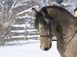 Buckskin Morgan Mare Head, Longmont, Colorado, Usa by Carol Walker Limited Edition Print