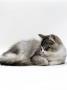 Domestic Cat, 5-Month Silver Bicolour Chinchilla-Cross Kitten, Sleeping by Jane Burton Limited Edition Print