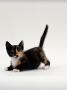 Domestic Cat, Playful Tortoiseshell Kitten by Jane Burton Limited Edition Print