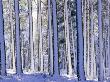Pine Forest After Snowstorm, Strathspey, Scotland, Uk by Pete Cairns Limited Edition Print