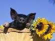 Piglet (Mixed Breed) In Barrel With Sunflower by Lynn M. Stone Limited Edition Pricing Art Print