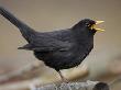 Blackbird (Turdus Merula) Male Singing, Helsinki, Finland by Markus Varesvuo Limited Edition Print