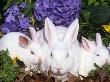 Domestic New Zealand Rabbits, Amongst Hydrangeas, Usa by Lynn M. Stone Limited Edition Print