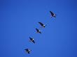 Five White Fronted Geese In Formation Flight, Estonia by Niall Benvie Limited Edition Pricing Art Print