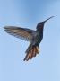 Jamaican Mango, In Flight, Rocklands, Montego Bay, Jamaica by Rolf Nussbaumer Limited Edition Print