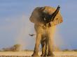 African Elephant, Shaking Dust Off, Etosha National Park, Namibia by Tony Heald Limited Edition Print