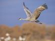 Sandhill Crane In Flight, Bosque Del Apache National Park, Nm, Usa by Rolf Nussbaumer Limited Edition Print
