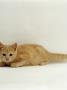 Domestic Cat, 8-Week Cream British Shorthair Kitten by Jane Burton Limited Edition Pricing Art Print