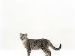 Domestic Cat, 5-Month Silver Spotted Shorthair Male by Jane Burton Limited Edition Print