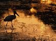 Silhouette Of Jabiru Stork In Water, At Sunset, Pantanal, Brazil by Staffan Widstrand Limited Edition Print