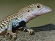 Texas Spotted Whiptail Lizard, Male, Texas, Usa by Rolf Nussbaumer Limited Edition Print
