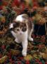 Domestic Cat, Young Tortoiseshell-And-White Among Cotoneaster Berries And Ground Elder Seedheads by Jane Burton Limited Edition Pricing Art Print