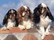 Three King Charles Cavalier Spaniel Adults by Adriano Bacchella Limited Edition Print