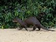 Giant Otter, Guyana by Peter Oxford Limited Edition Pricing Art Print