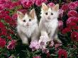 Domestic Cat, 7-Week, White-And-Tortoiseshell Kittens, Among Pink Pansies And Chrysanthemums by Jane Burton Limited Edition Print