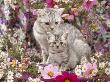 Domestic Cat, British Shorthaired Silver Spotted Tabby With Her 8-Week Kitten Among Flowers by Jane Burton Limited Edition Print