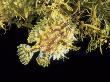 Sargassum Frogfish (Histrio Histrio) On Sargassum Seaweed Off Cape Verde Islands, Atlantic by David Shale Limited Edition Print