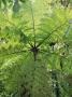 High Angle View Through Tree Fern, Monteverde Natural Reserve, Costa Rica by Juan Manuel Borrero Limited Edition Print