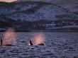 Killer Whales Spouting, Tysfjord, Norway by Solvin Zankl Limited Edition Print