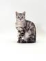 Domestic Cat, One-Year Silver Tabby Male by Jane Burton Limited Edition Print