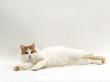 Domestic Cat, Auburn / White Turkish Van Female by Jane Burton Limited Edition Pricing Art Print