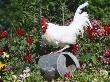 White Dorking Domestic Chicken Rooster / Cock Male, In Garden, Usa by Lynn M. Stone Limited Edition Print