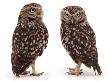Pair Of Little Owls by Jane Burton Limited Edition Pricing Art Print