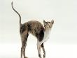 Blue-Cream Cornish Rex Female Arches Her Back When Stroked by Jane Burton Limited Edition Print