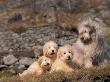 Domestic Dogs, Yugoslavian Shepherd Dog Looking At Her Three Puppies by Adriano Bacchella Limited Edition Print