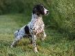 English Springer Spaniel, Wet And Alert, Usa by Lynn M. Stone Limited Edition Pricing Art Print