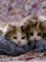 Domestic Cat Kittens, 8-Weeks, Tortoiseshell-And-White Sisters, (Persian-Cross') by Jane Burton Limited Edition Print