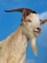 Domestic Goat Head Portrait, Europe by Reinhard Limited Edition Print