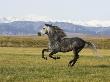 Gray Andalusian Stallion, Cantering Profile, Longmont, Colorado, Usa by Carol Walker Limited Edition Print