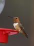 Rufous Hummingbird, Male At Feeder, Paradise, Chiricahua Mountains, Arizona, Usa by Rolf Nussbaumer Limited Edition Print