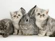 Three Silver Exotic Kittens With Silver Lop Rabbit by Jane Burton Limited Edition Print