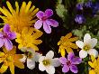 Mixed Spring Flowers Including Meadow Saxafrage And Celandine by Brian Lightfoot Limited Edition Print