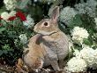 Pet Domestic Mini Rex Rabbit Amongst Hydrangea Flowers by Lynn M. Stone Limited Edition Print