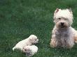 Domestic Dogs, West Highland Terrier / Westie With Two Young Puppies by Adriano Bacchella Limited Edition Print