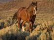 Mustang / Wild Horse, Chestnut Stallion Walking, Wyoming, Usa Adobe Town Hma by Carol Walker Limited Edition Print