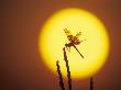 Haloween Pennant Dragonfly, Silhouette At Sunrise, Welder Wildlife Refuge, Sinton, Texas, Usa by Rolf Nussbaumer Limited Edition Print