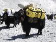 A Sponsered Yak, Nepal by Michael Brown Limited Edition Pricing Art Print