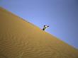 Snowboarding On Sanddunes, Morocco by Michael Brown Limited Edition Pricing Art Print